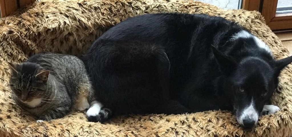 Dog and cat lying together back to back