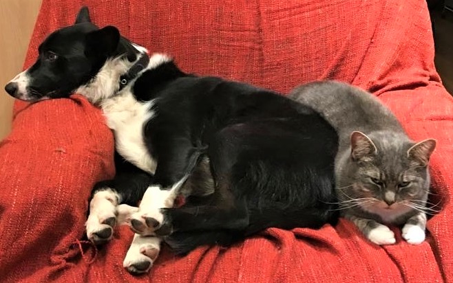 Dog and cat snuggling together on sofa